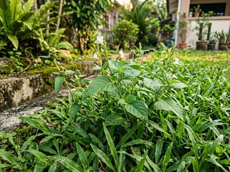 Weed Control & Racun Spray detail